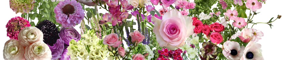 Ethiflora : Roses d'Equateur issues du Commerce Equitable